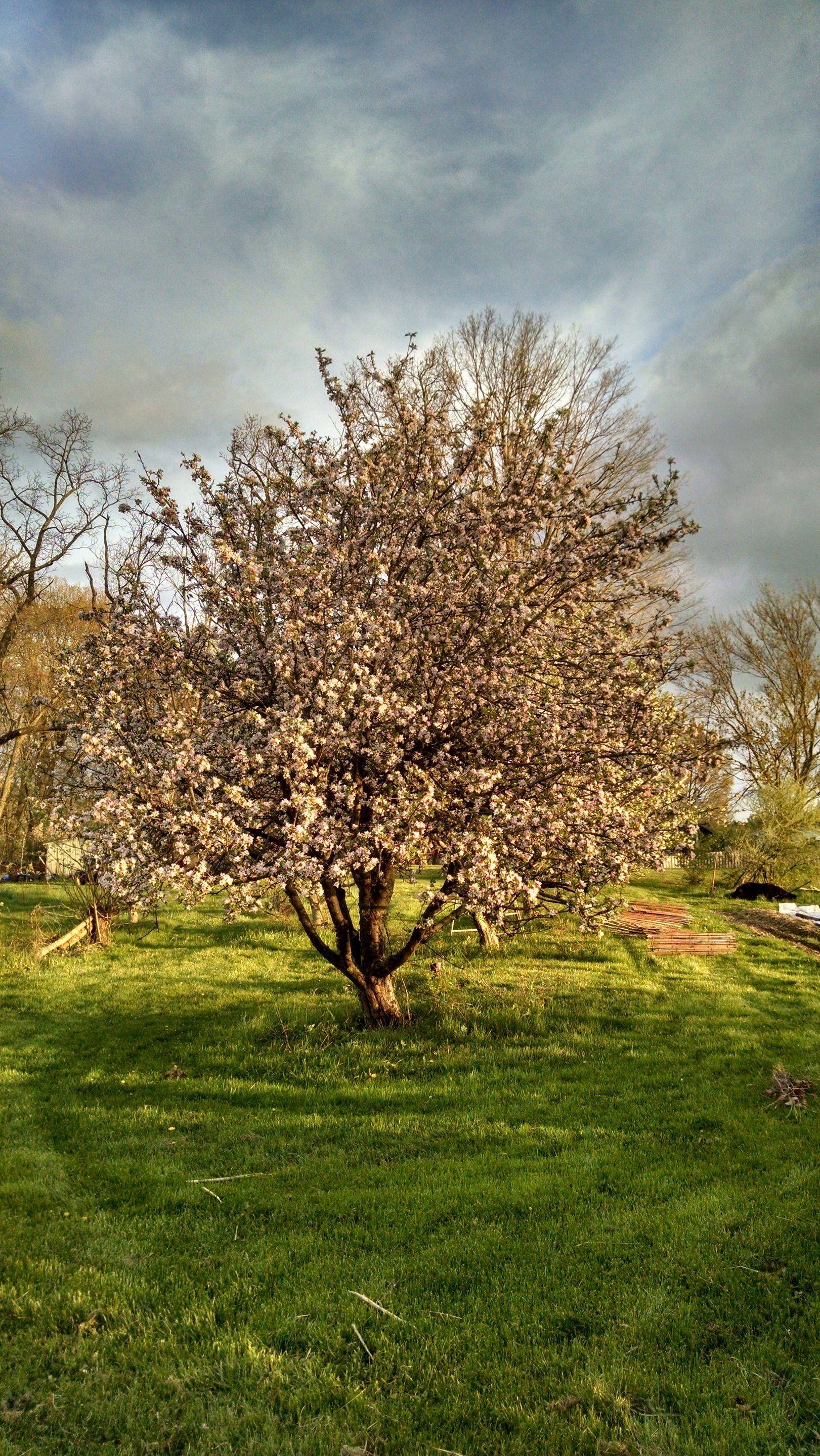 IMG_20150430_195250164_HDR.jpg